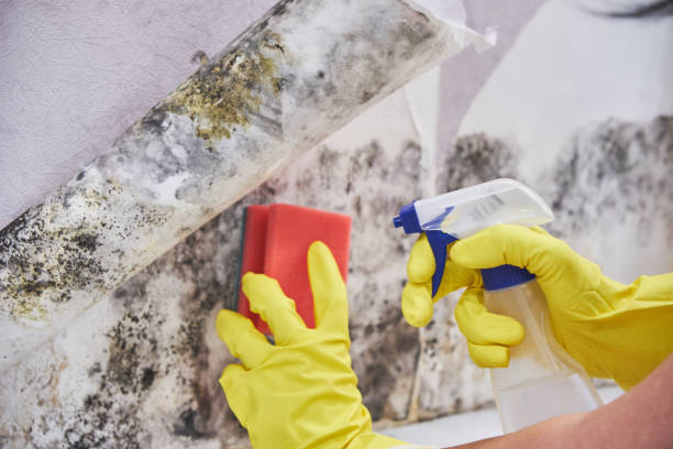 Best Mold Damage Restoration  in West Concord, MA